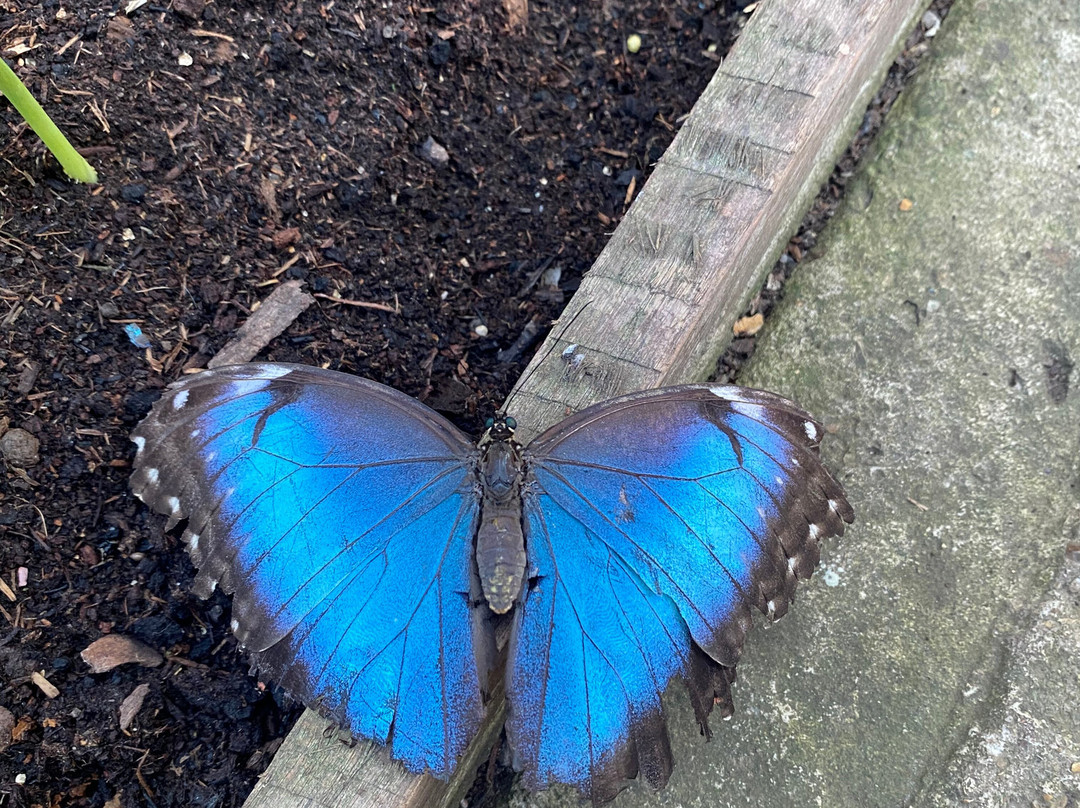 Butterfly Gardens @ Middleton Common Farm-Westmeston必去景点