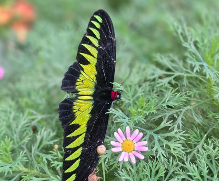 Discover Camerons-丹那拉塔必去景点