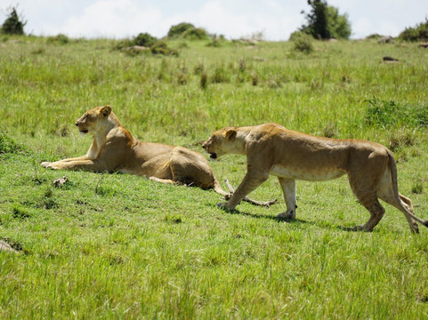 Afrikan Accent Adventures-内罗毕必去景点