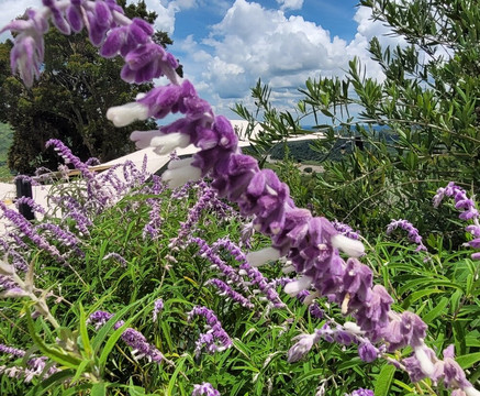 Vinícola Merum-Espirito Santo Do Pinhal必去景点