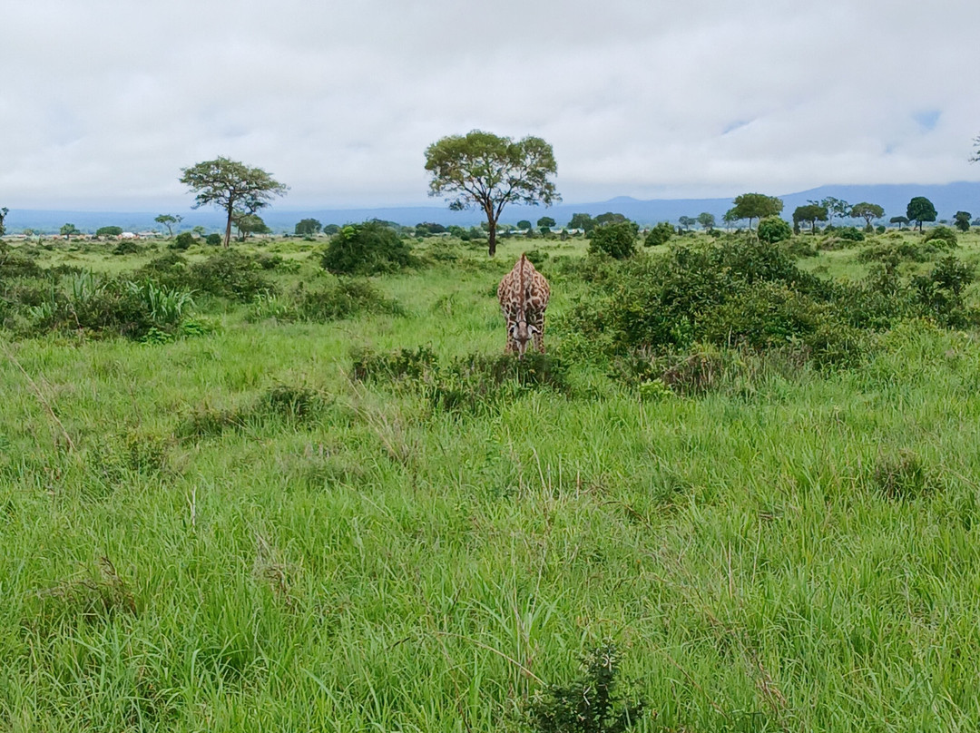 Samuel Thomas Nkingo-Mikumi必去景点