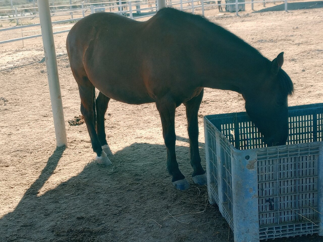 Easy Horse Care Rescue Centre-罗哈莱斯必去景点