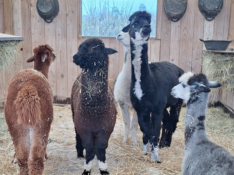 Small Breeds Farm Park-Kington必去景点