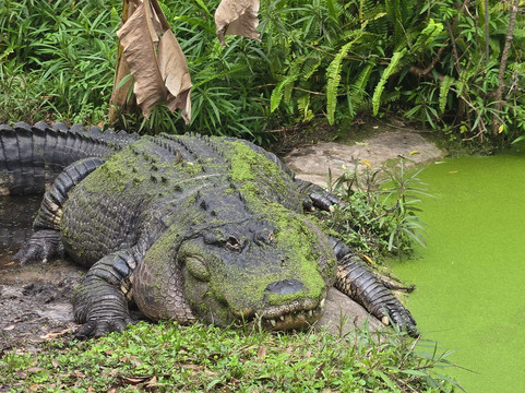 Croc Encounters-坦帕必去景点