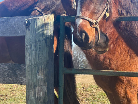 Mill Ridge Farm-列克星敦必去景点