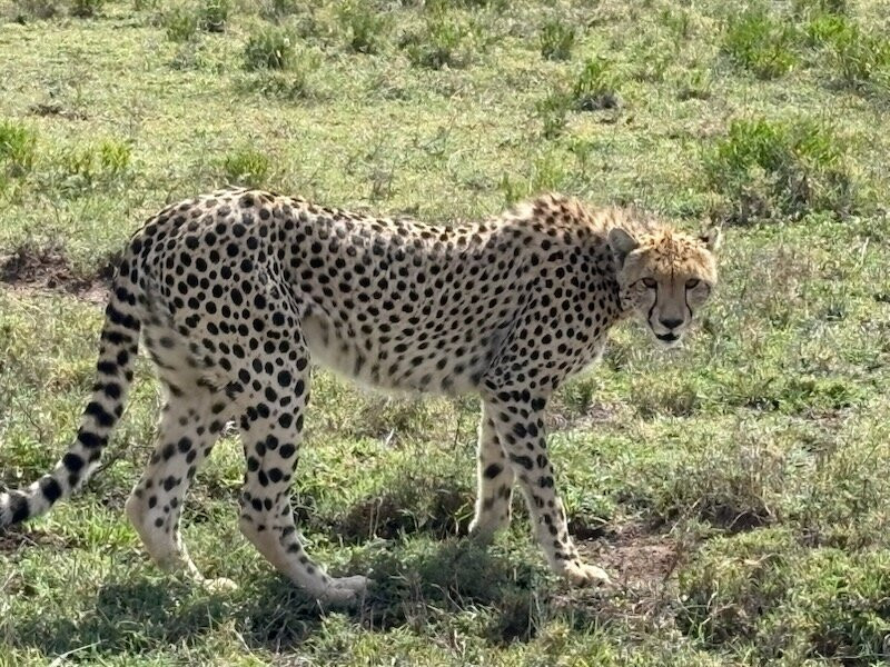 Shadows of Africa-阿鲁沙必去景点