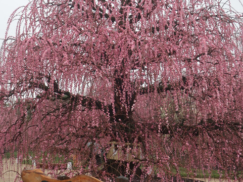 Suzuka Forest Garden-铃鹿市必去景点