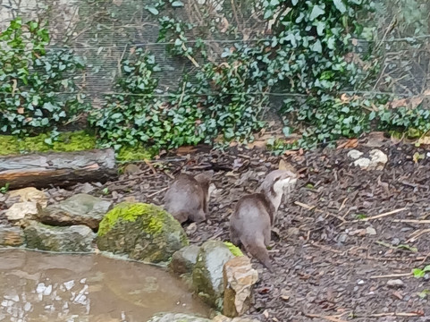 Secret Valley Wildlife Park-韦克斯福德必去景点