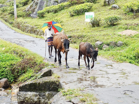 Luxurious Lanka-Ekala必去景点
