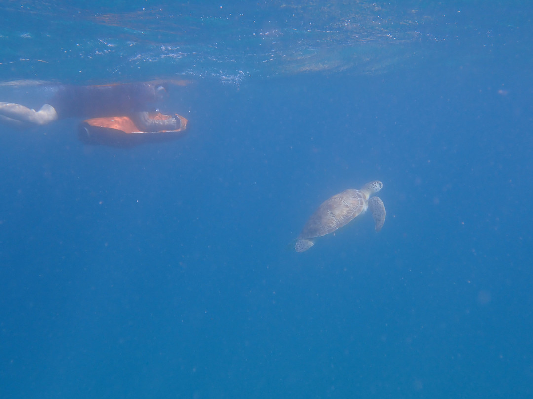 Seabob Aruba-Noord必去景点