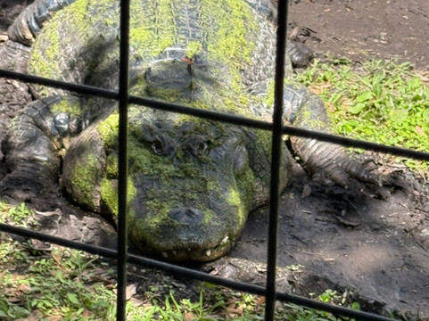 Croc Encounters-坦帕必去景点