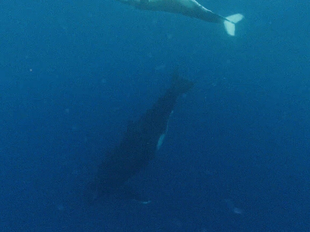 Dive and Sea Tahiti - Base nautique de Puna'auia-普纳奥亚必去景点