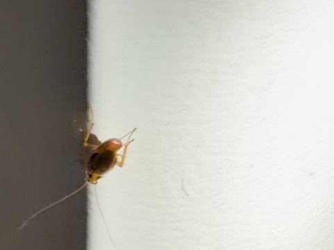 美居套房酒店-斯普林菲尔德 IL主图