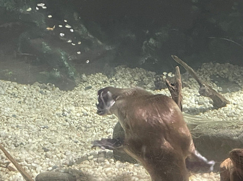 Platypus House-Beauty Point必去景点