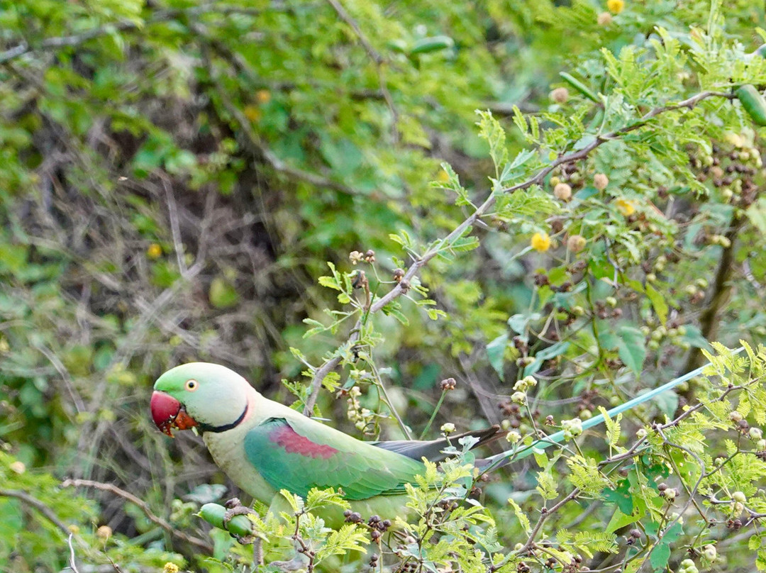 Araliya Lanka Tours-因都鲁瓦必去景点