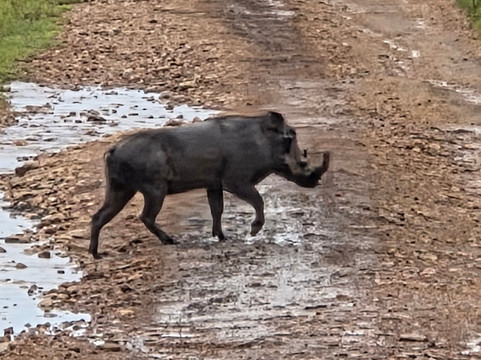 Morningstar Tours and Travel-Syokimau必去景点