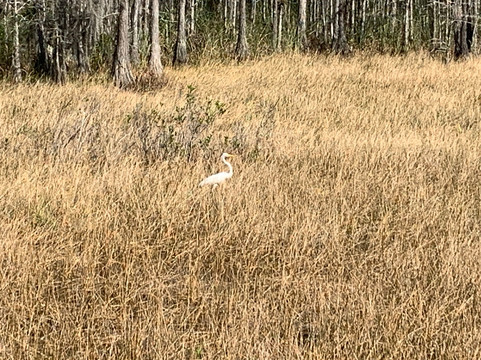 Grassy Waters Nature Preserve-西棕榈滩必去景点