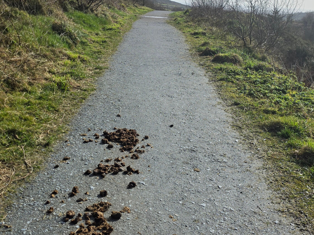 Drumkeeragh Forest-Castlewellan必去景点