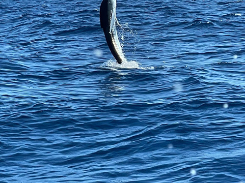 Kingfish Cabo-卡波圣卢卡斯必去景点
