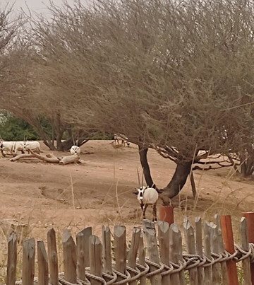 Al Ain Zoo 2017 2018 2019-艾因市必去景点