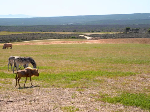 Buffelsfontein Game & Nature Reserve - Day Tours-Darling必去景点