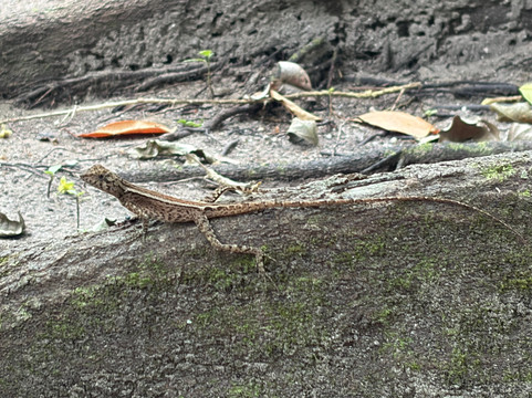 NomadicTribes | Andaman-Swaraj Dweep必去景点