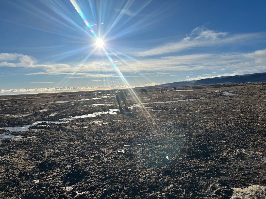 Eldhestar Volcano Horses-Olfus必去景点