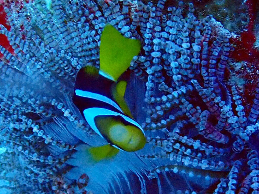 Loma Diving Adventure-拉克山必去景点