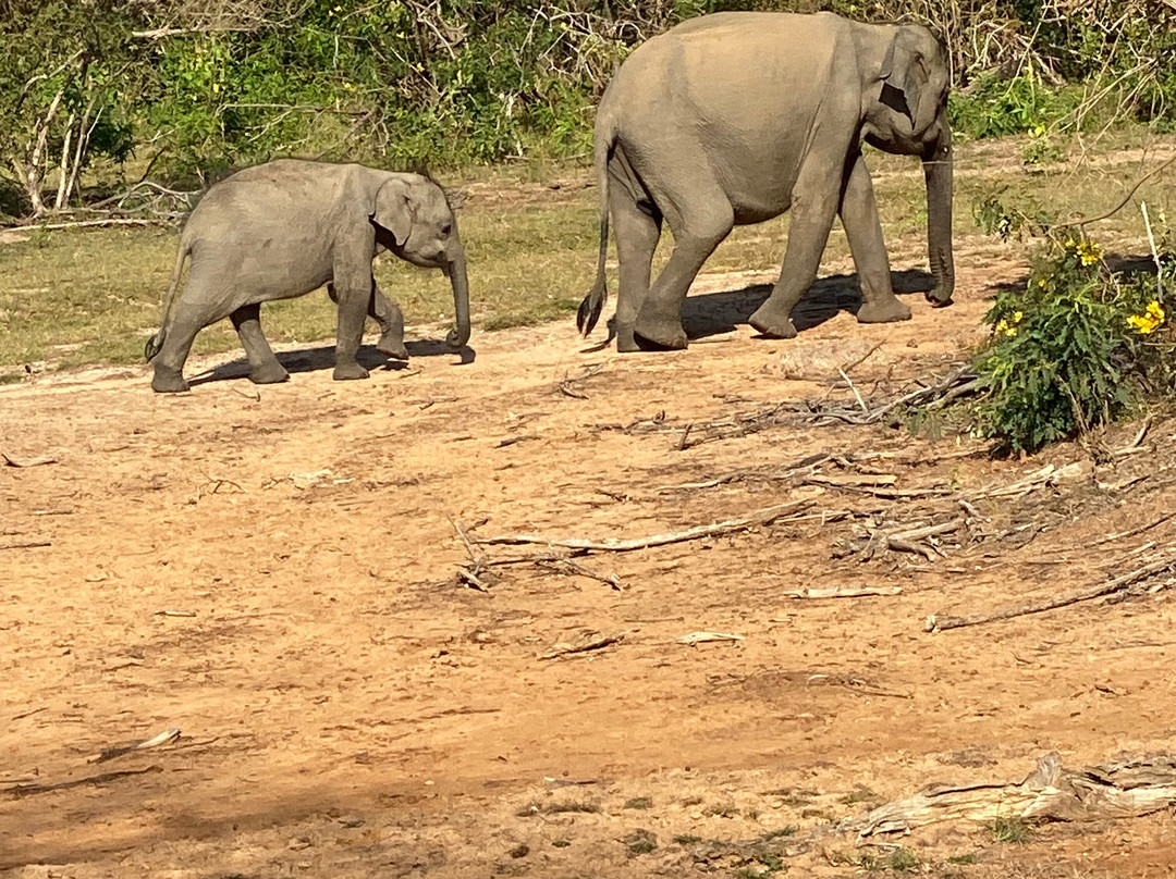 sri lanka tour with chathu-班托塔必去景点