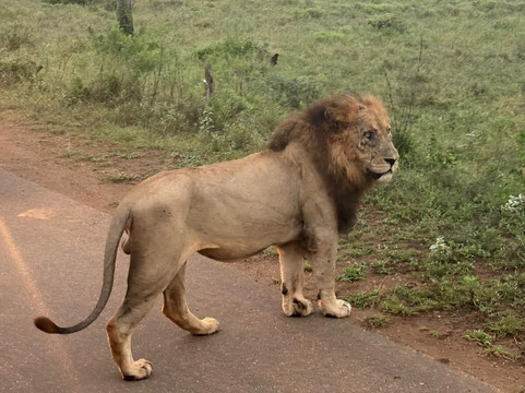 Southern Kruger Safaris-玛洛斯帕克必去景点