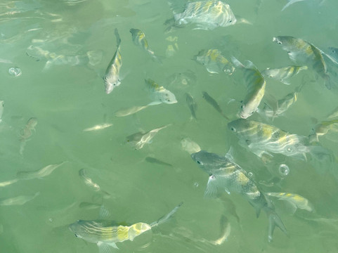 Piscinas Naturais De Pajucara-Maceio必去景点