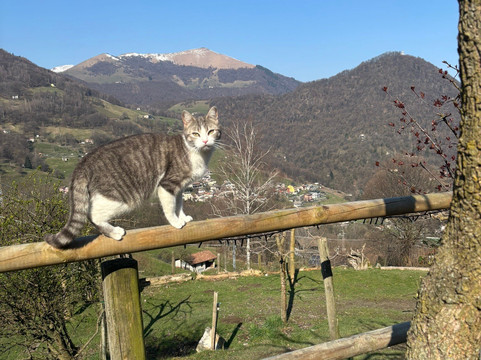 阿尔玛尼奇农庄酒店主图
