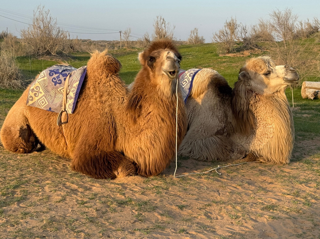 Marakanda Travel-塔什干必去景点