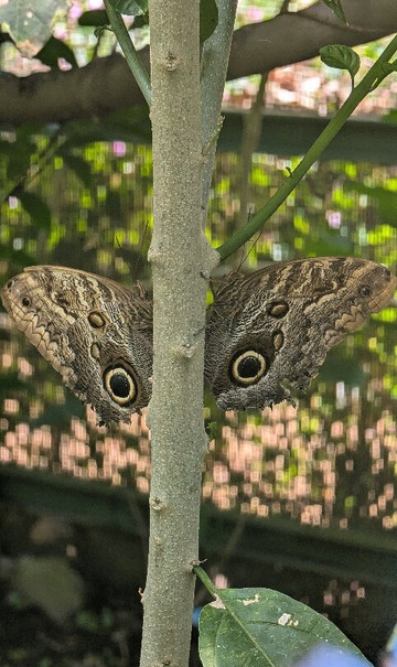 Boquete Bees and Butterflies-波魁特必去景点