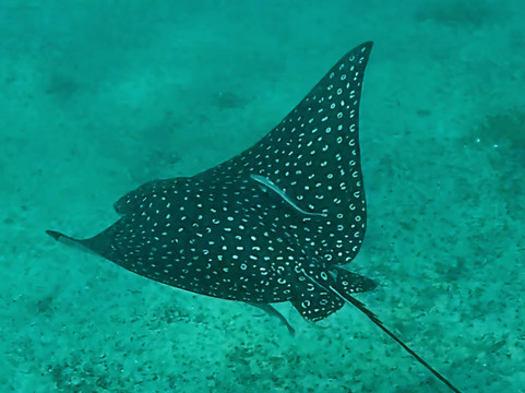 Vieques Snorkel Tours-维切克岛必去景点