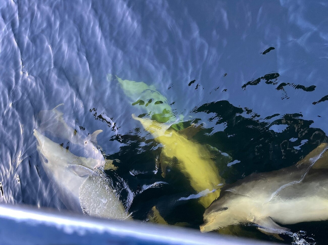 Fiordland Expeditions - Doubtful Sound Overnight Cruises & Multi Day Charters-马纳普里必去景点