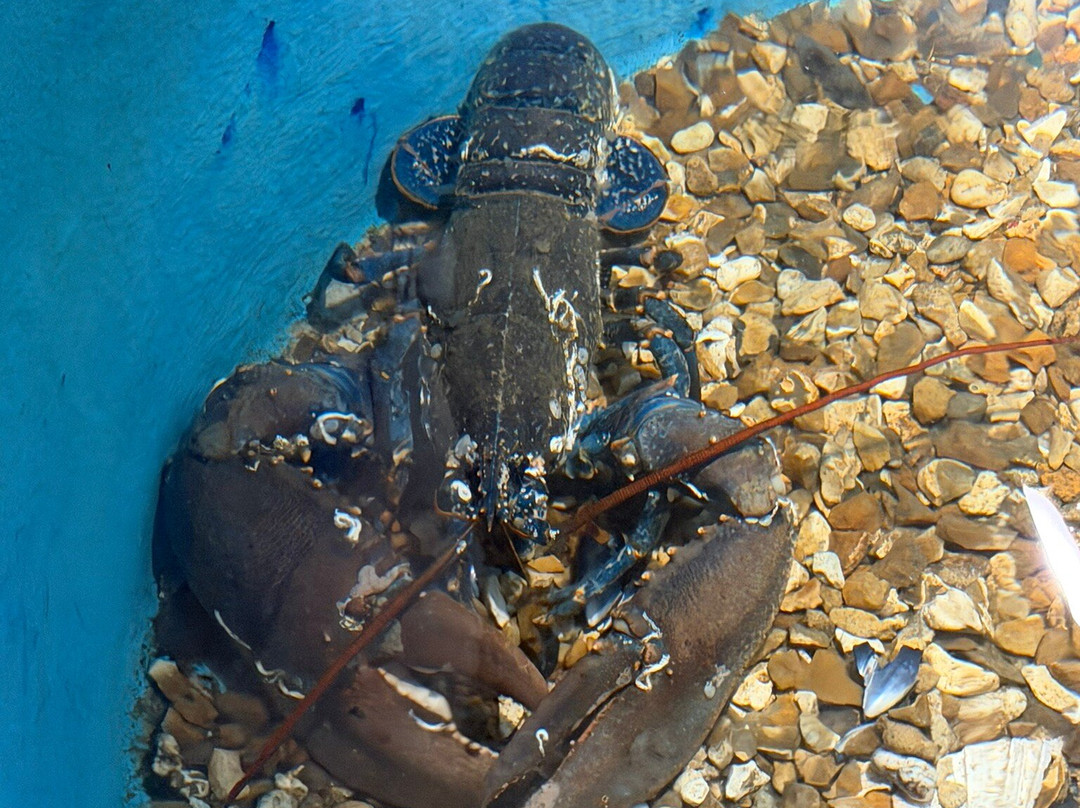 Fowey Aquarium-福伊必去景点