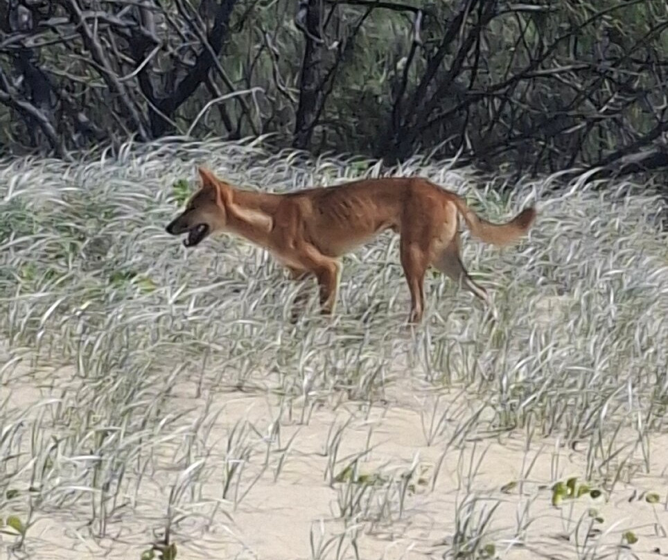 K'gari Explorer Tours-弗雷泽岛必去景点