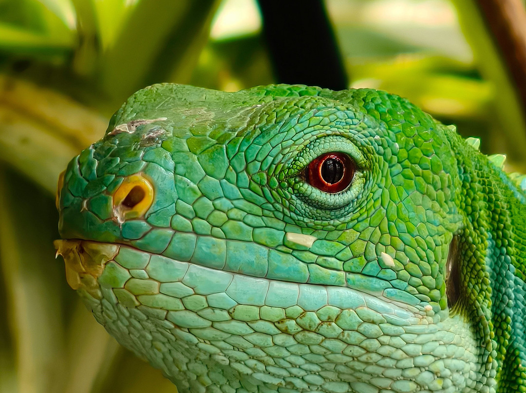 Plantasia Tropical Zoo-斯温西必去景点