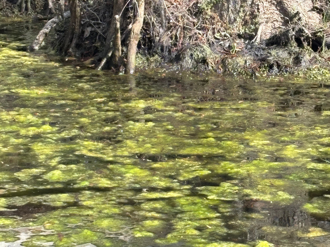 The Swamp Park-Ocean Isle Beach必去景点