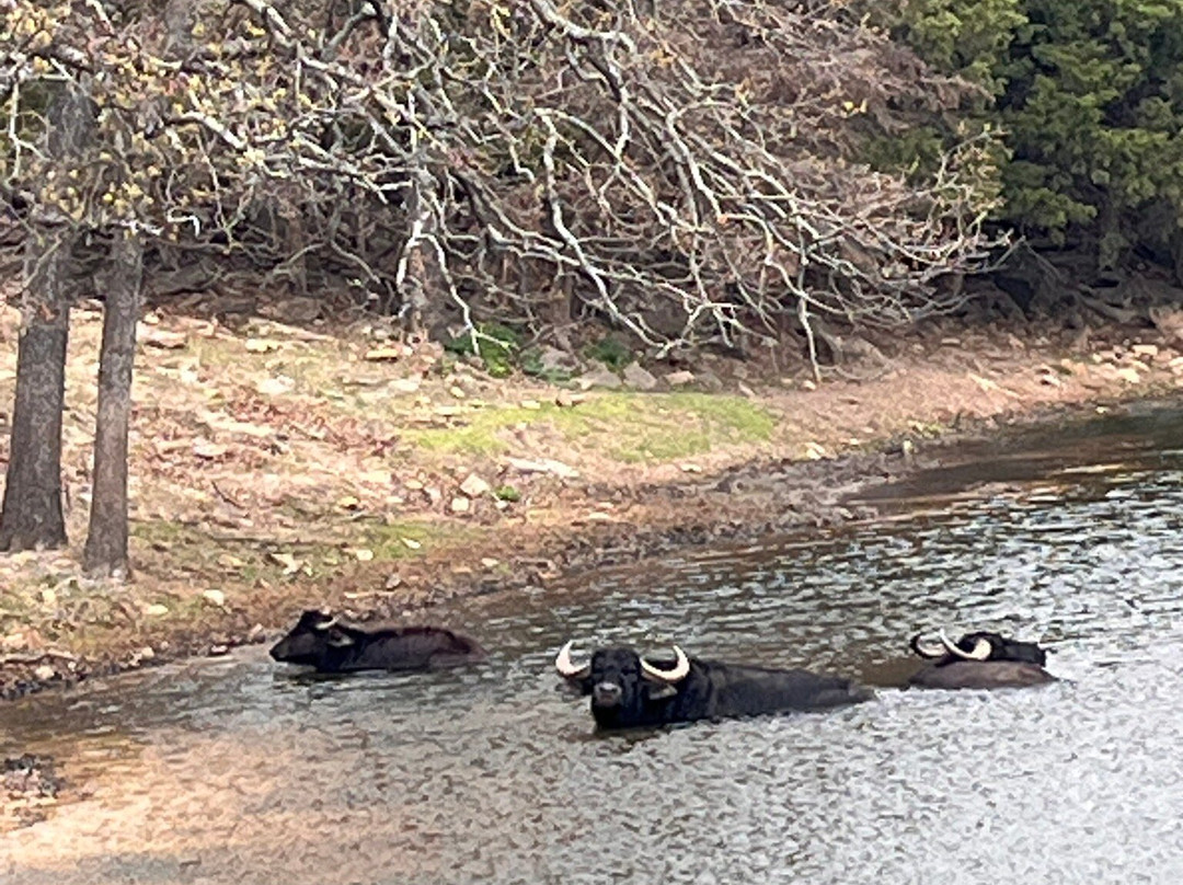 Woolaroc Museum & Wildlife Preserve-巴特尔斯维尔必去景点