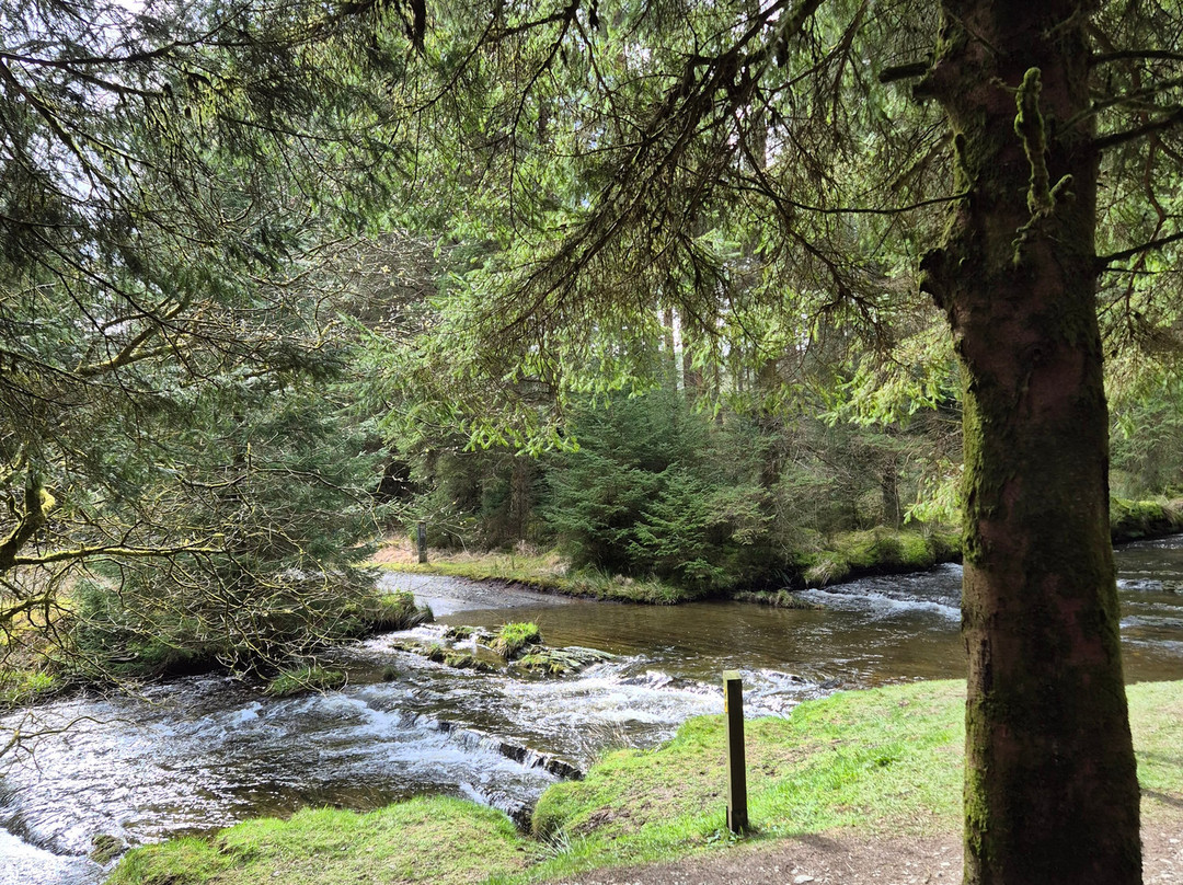 Hafren Forest-Llanidloes必去景点