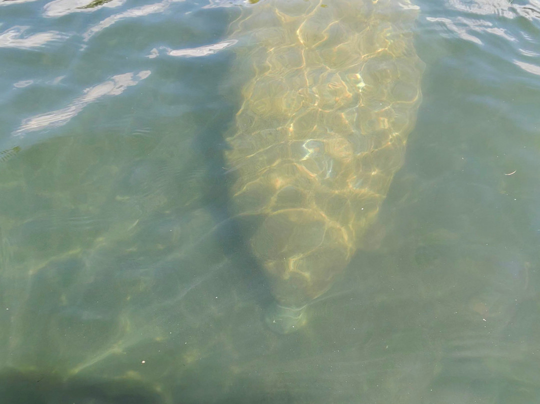Weeki Wachee Kayaking-Weeki Wachee必去景点
