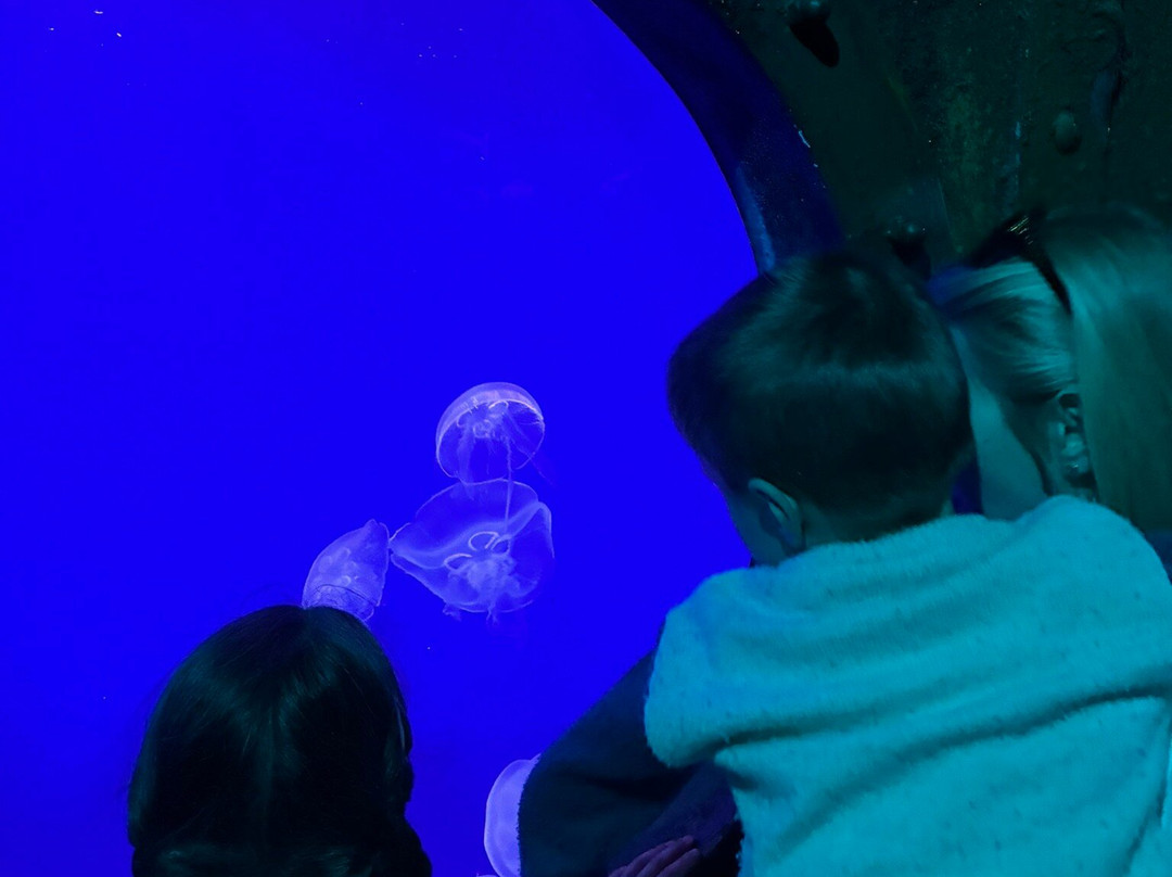 Bristol Aquarium-布里斯托尔必去景点