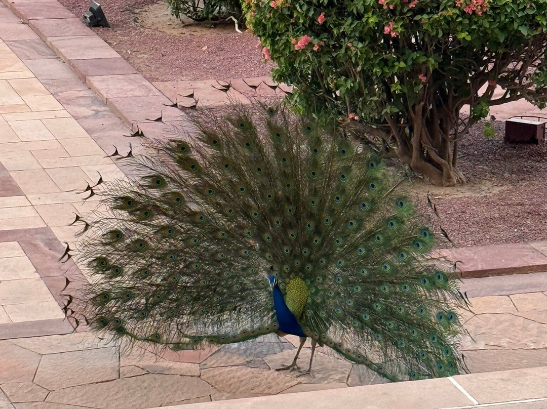 乌麦德巴哈湾皇宫酒店主图
