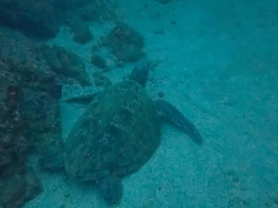Costa Rica Adventure Divers-德雷克湾必去景点