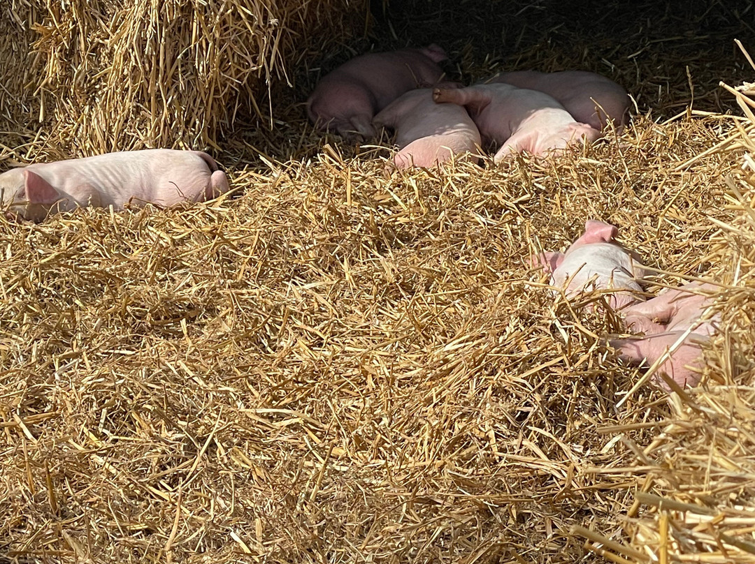 Coombes Farm-Coombes必去景点