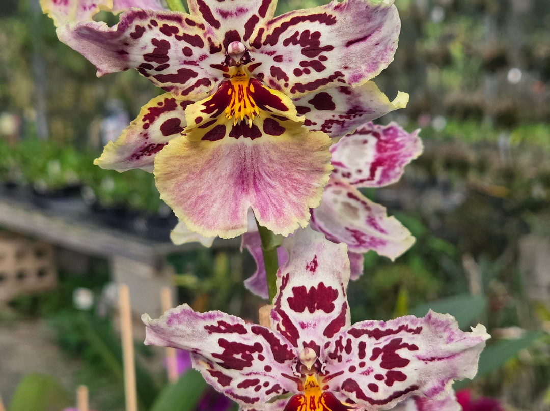 Fábrica de Orquídeas-Paty do Alferes必去景点