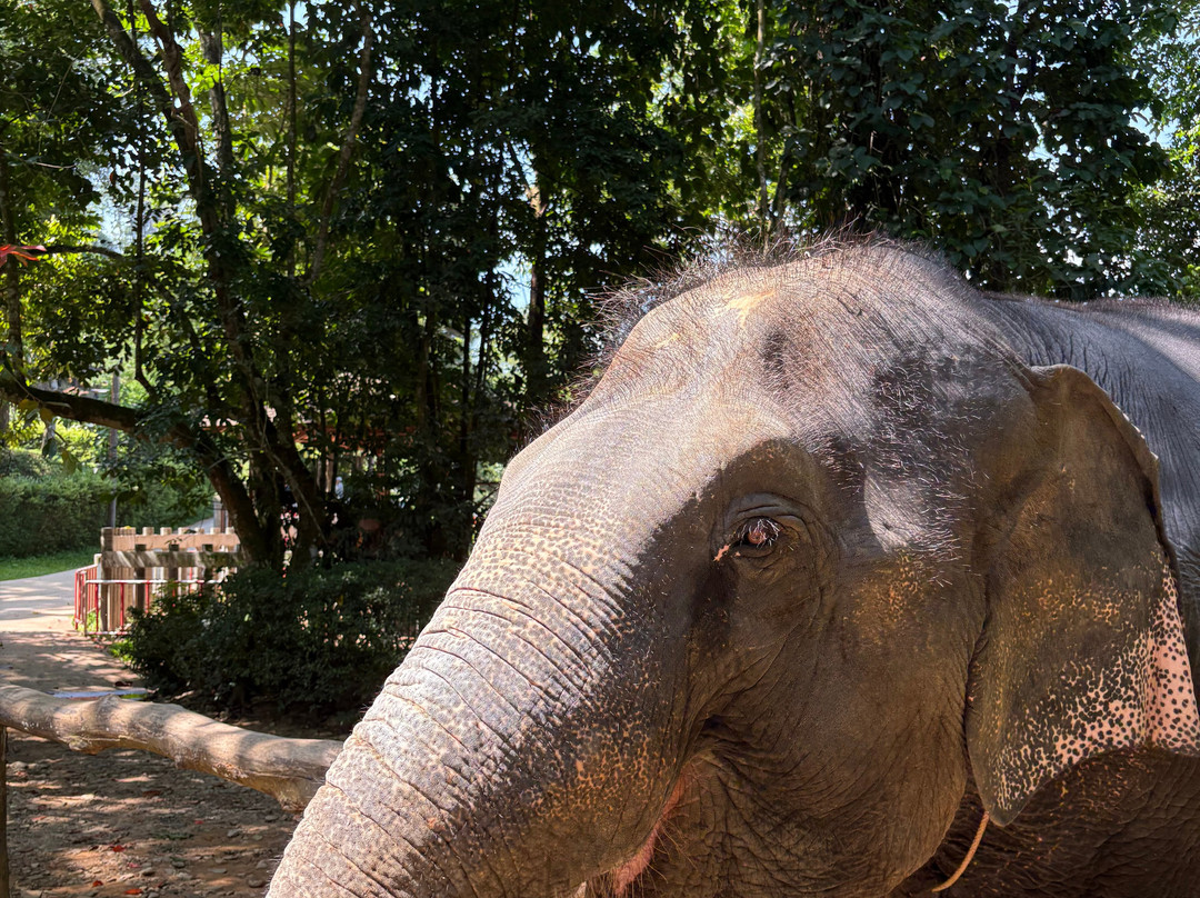 Phang Nga Elephant Park-攀牙必去景点