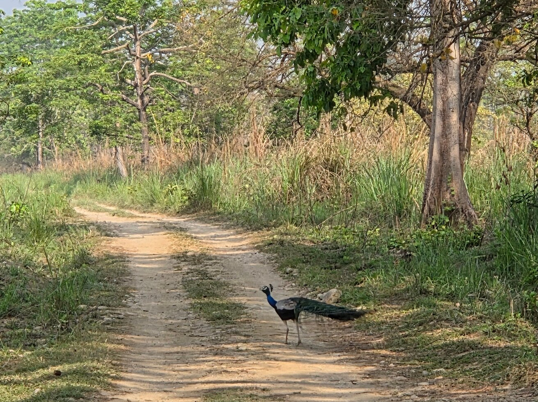 Chitwan National Park-苏拉哈必去景点